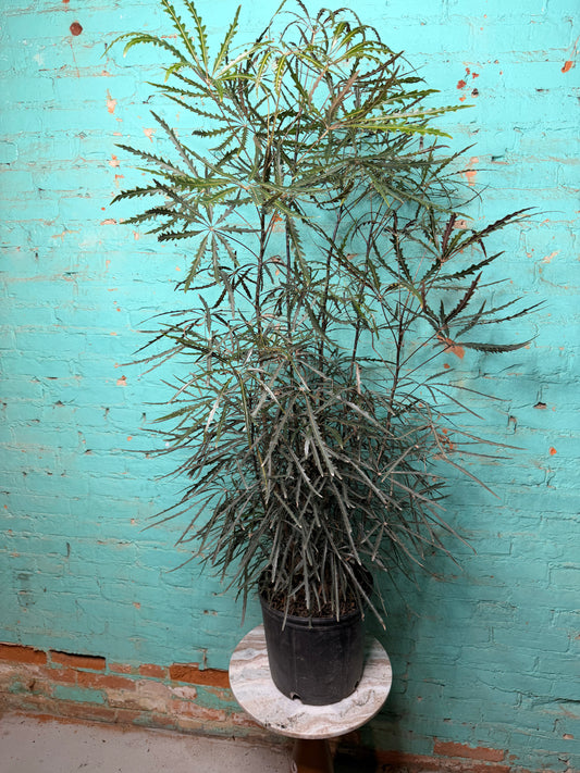 Aralia Elegantissima 10”