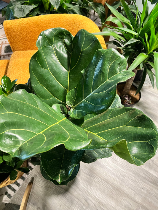 Fiddle fig 8”