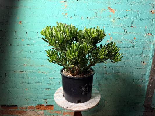 Jade ‘Fingers’  12”