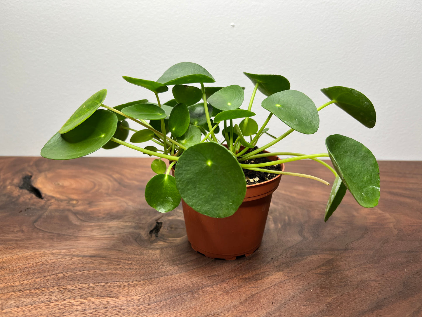 Pilea Peperomioides (4inch) Chinese Money Plant