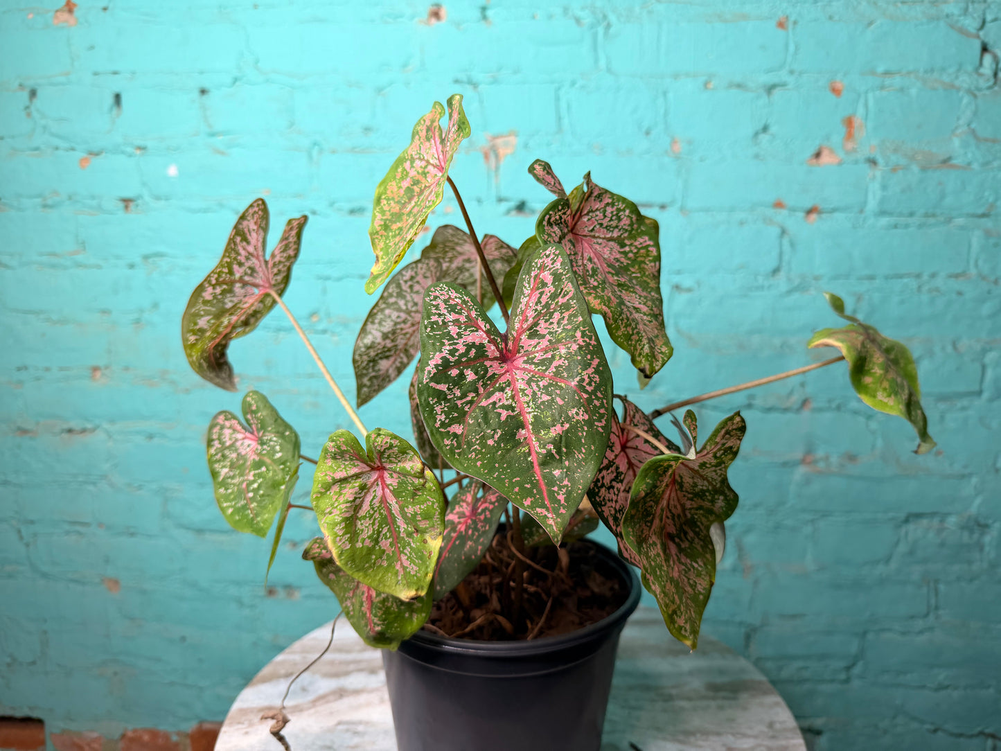 Caladium 6” ‘Pink Dream’
