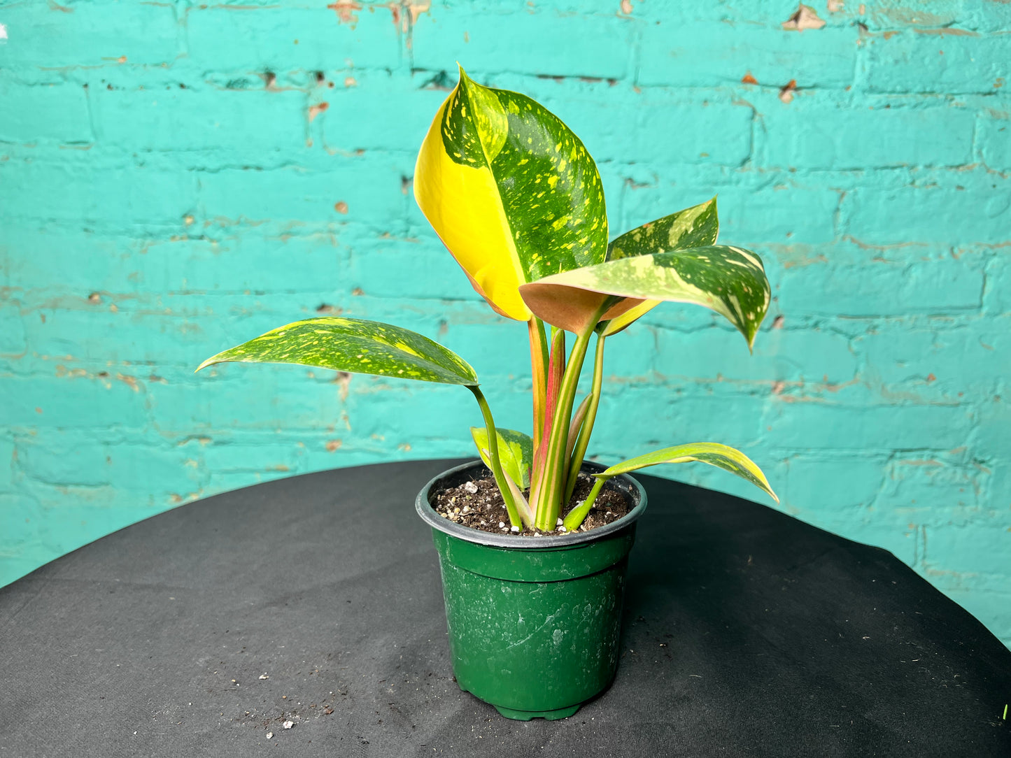 Philodendron Congo Nuclear Variegated