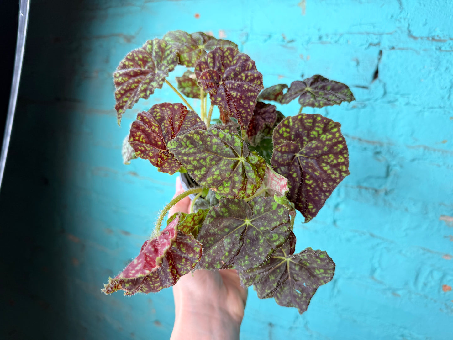 Begonia Rex “Vintage Love” 4”