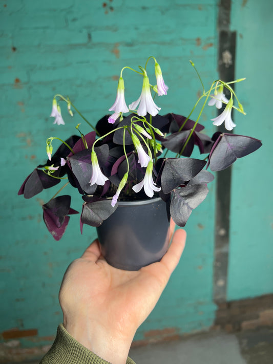 Oxalis Purple Shamrocks4”