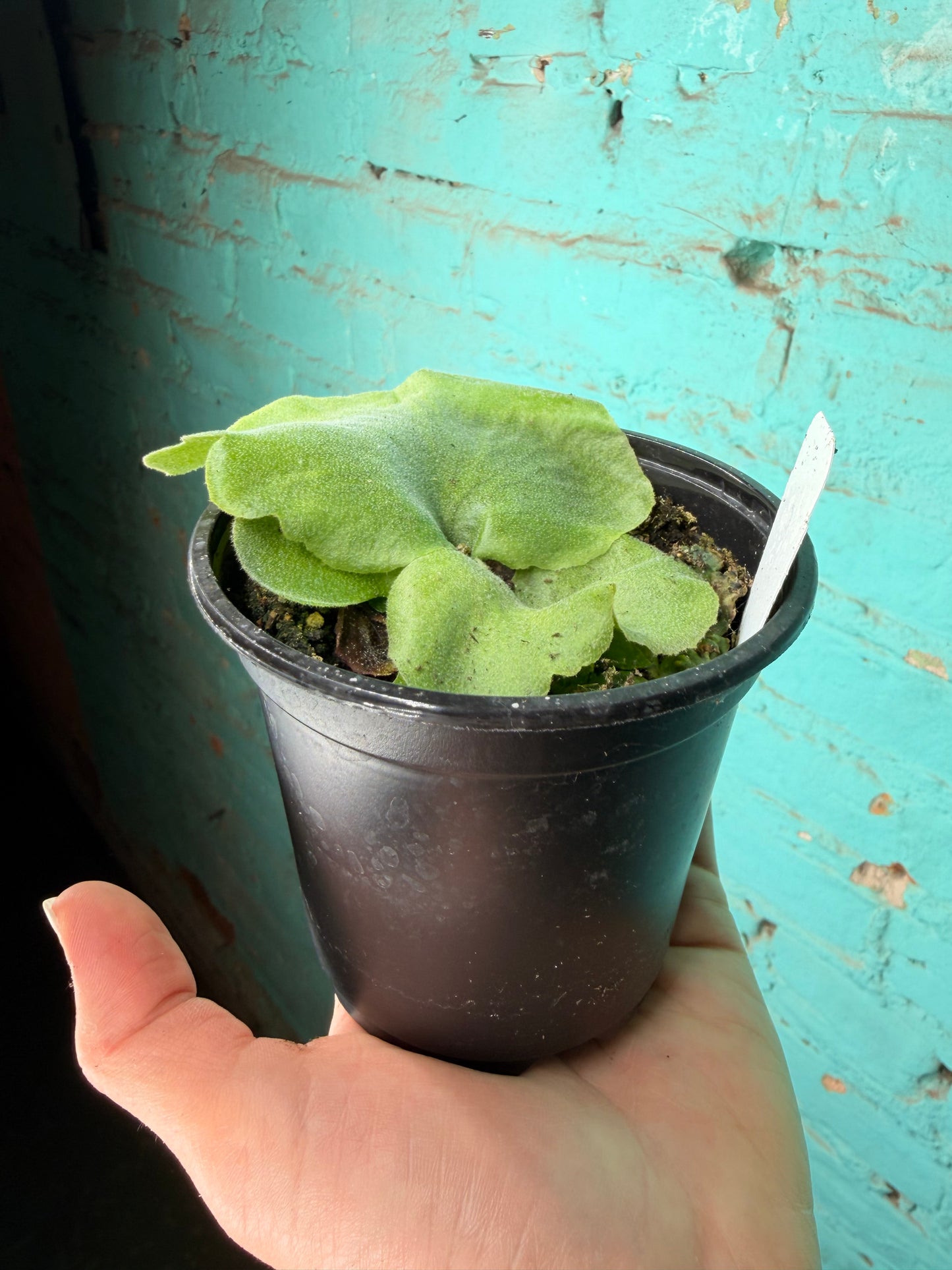 Staghorn Superbum “Giant”