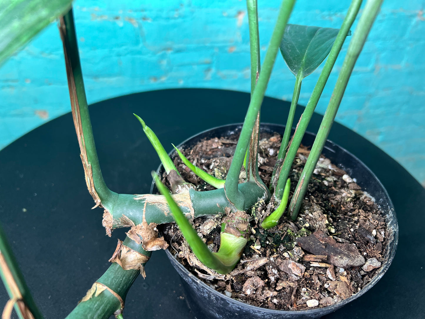 is dragon tail plant a monstera Monstera Decursiva Variegated 6” “Dragon Tail” – The Rooted Plant Shop