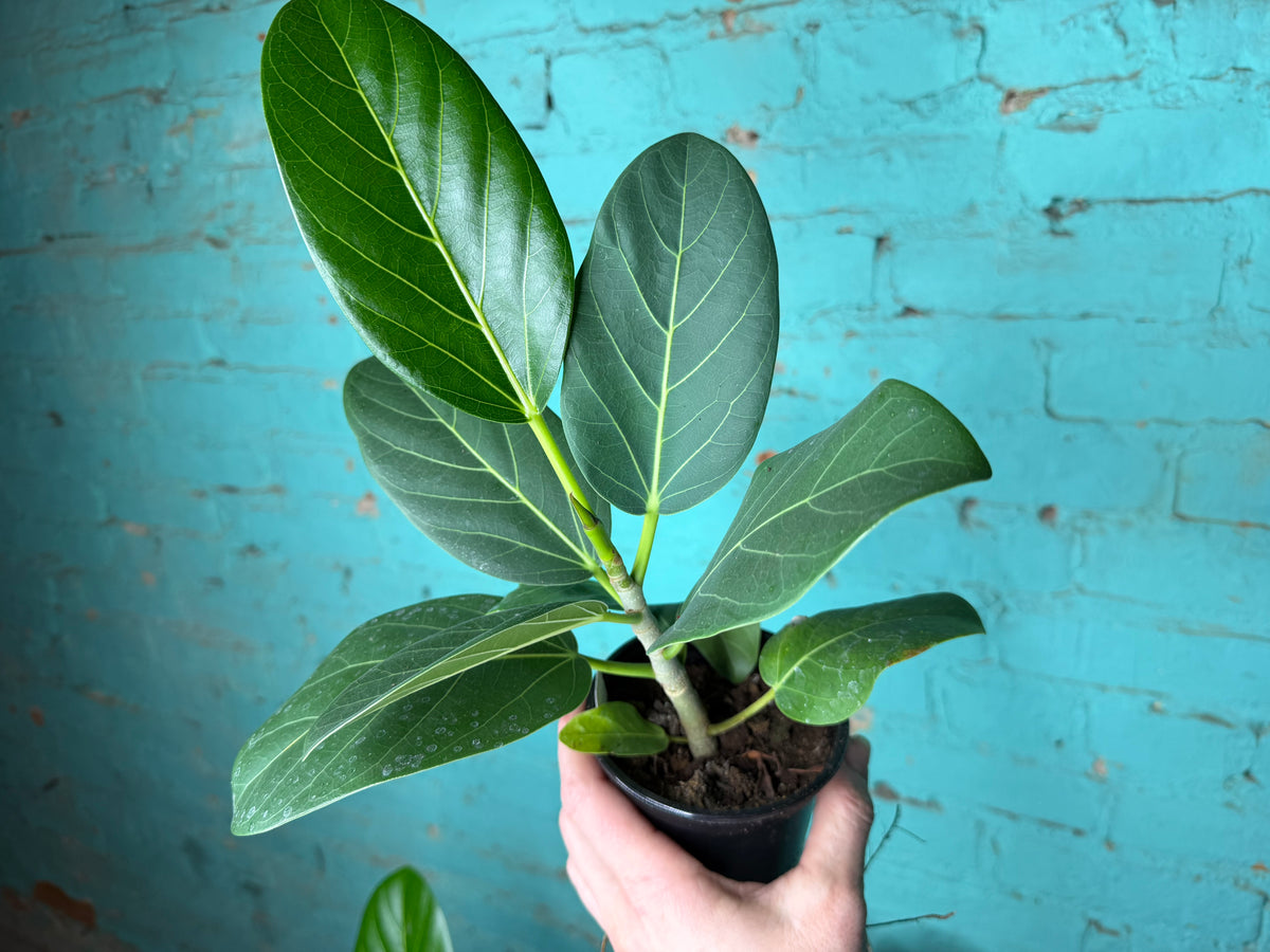 Ficus ‘Audrey’ 4”