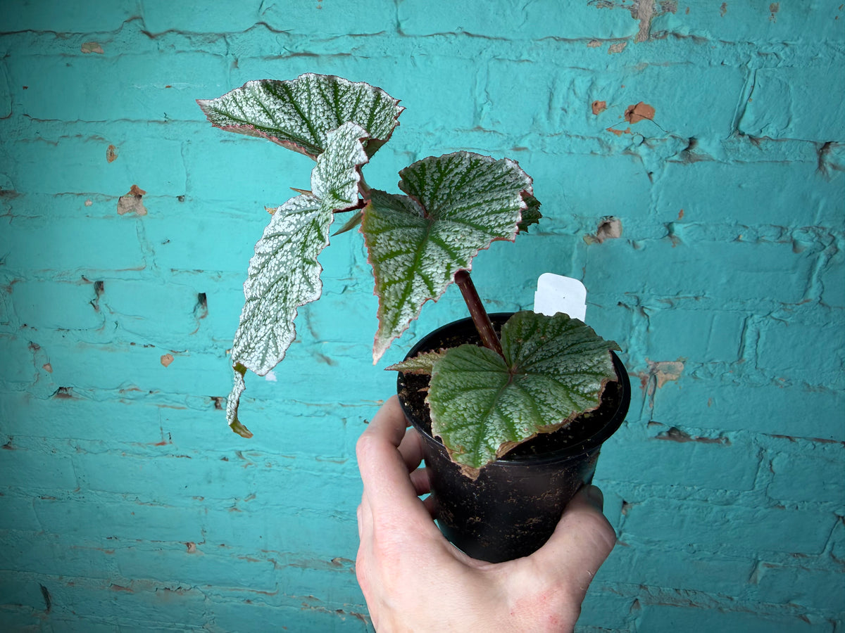 Begonia Snow Capped 4”