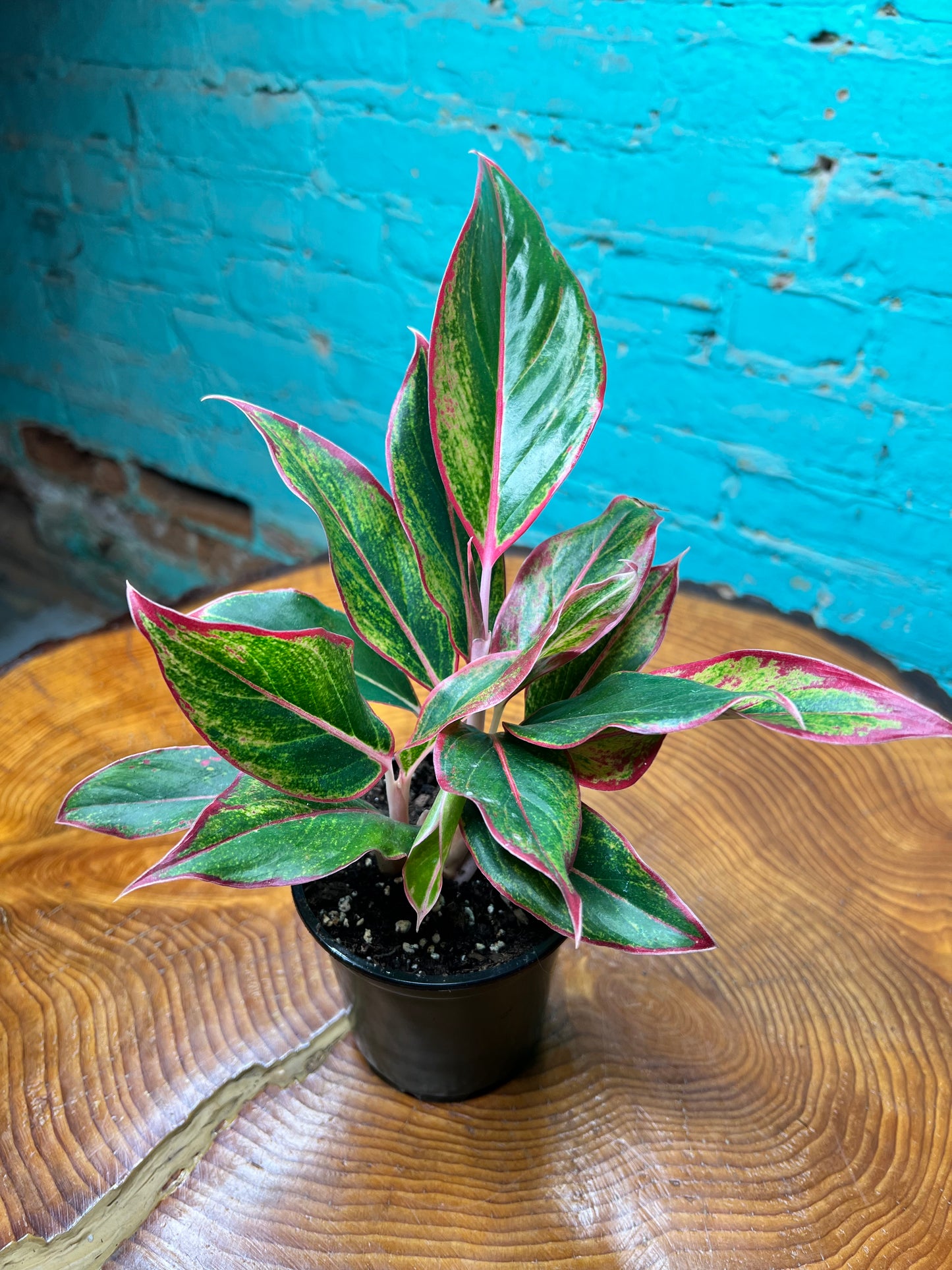 Aglaonema (Chinese Evergreen)  Siam Aurora 4”