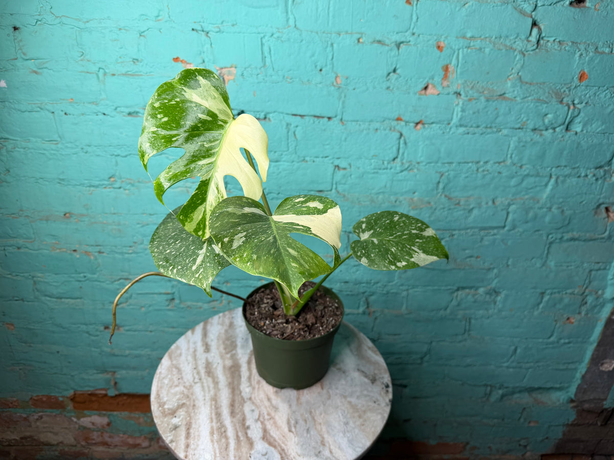 Monstera Thai constellation 4” repotted to 6”