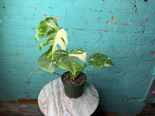 Monstera Thai constellation 4” repotted to 6”
