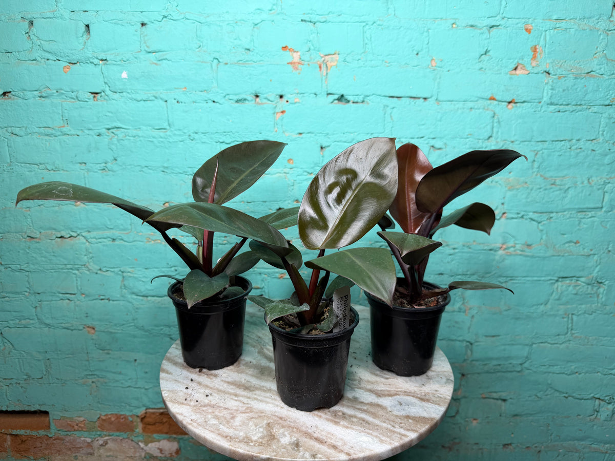 Philodendron Black Cardinal 4”