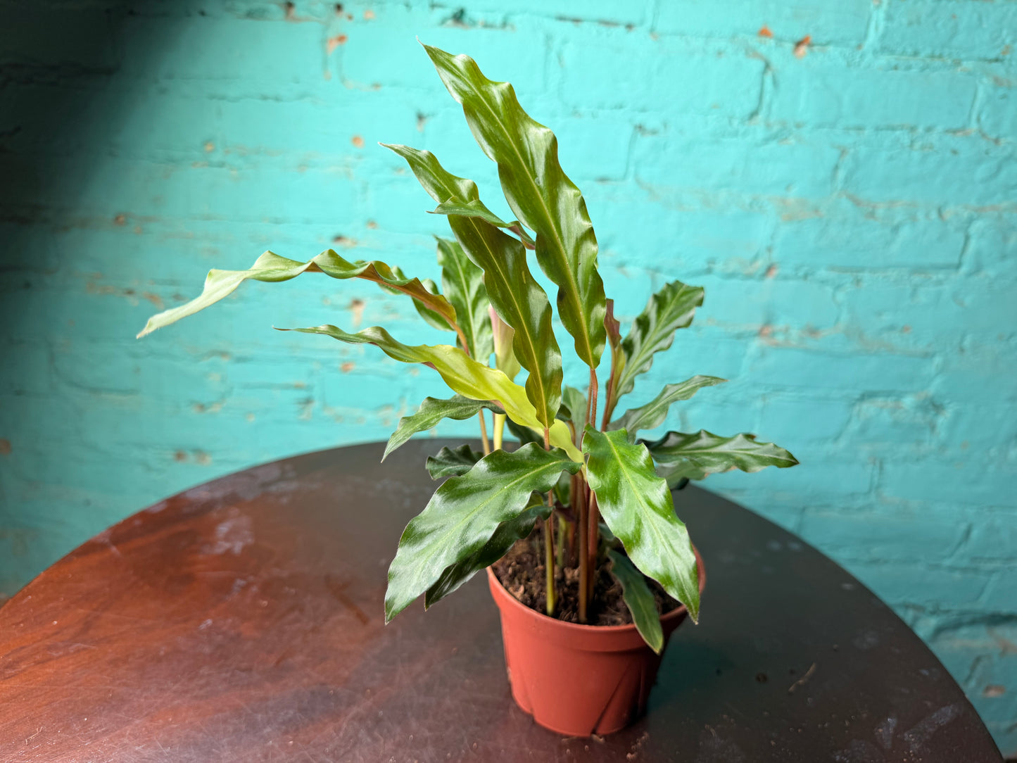 Calathea Furry Feather 4”