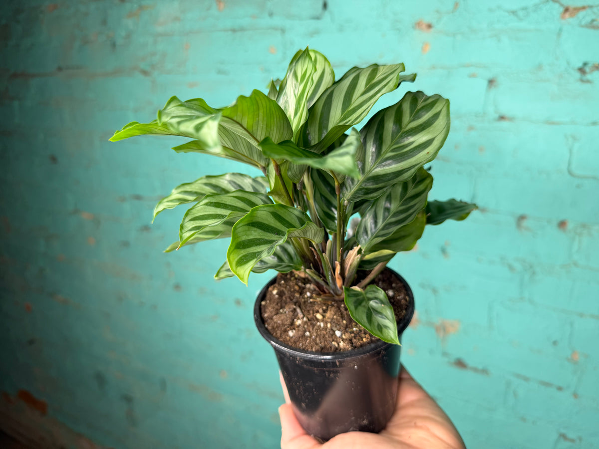 Calathea Freddie 4”