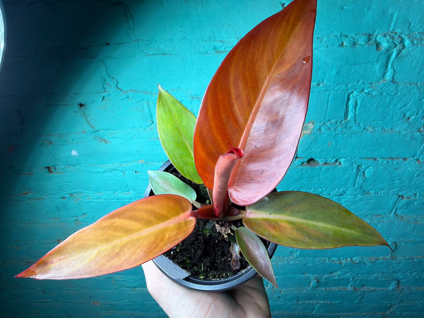 Philodendron- Red Sun