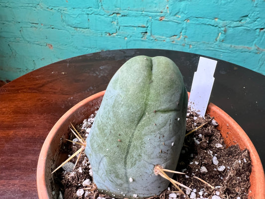 Penis Cactus 4”