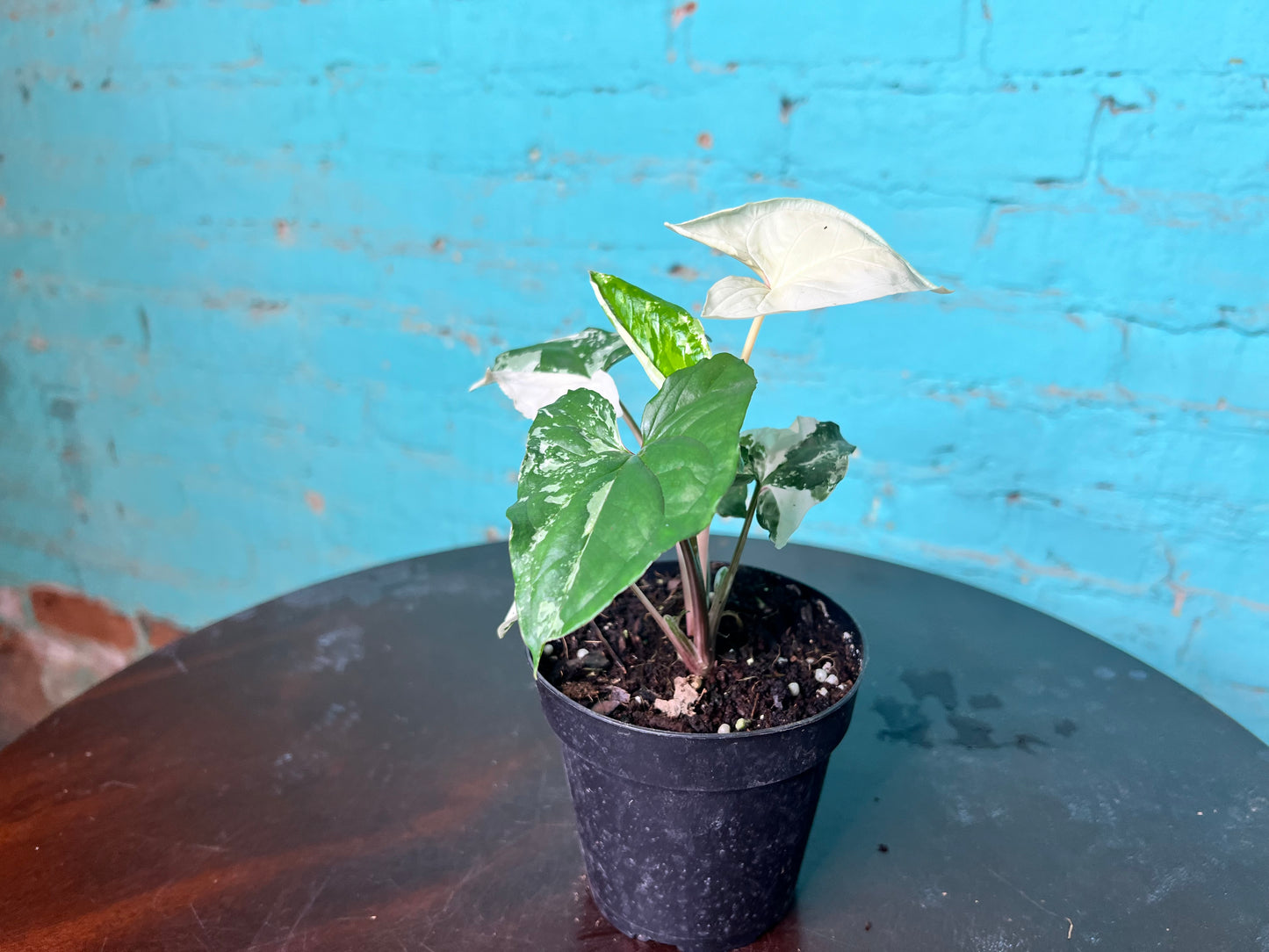 Syngonium Albo