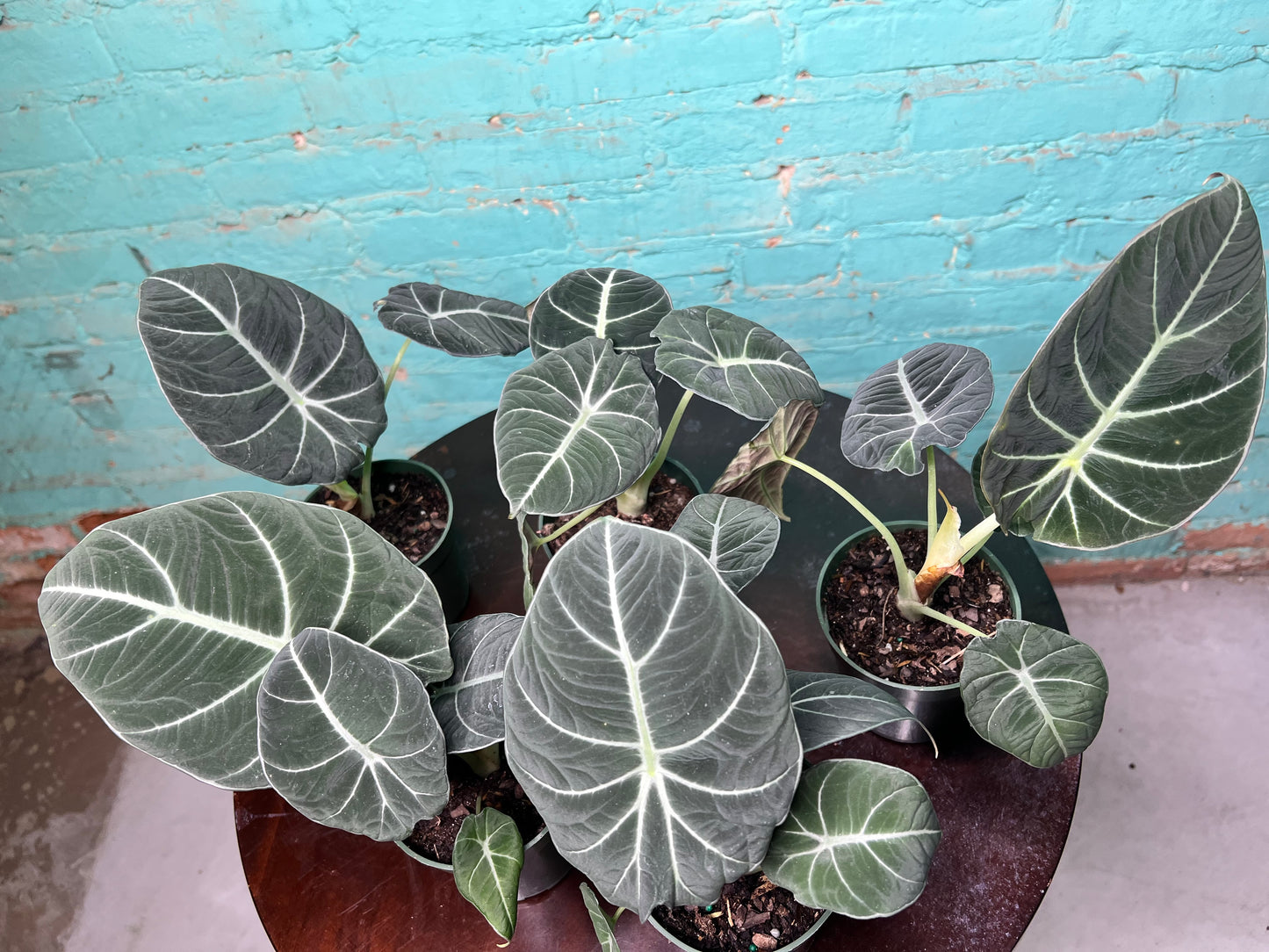Alocasia-Black Velvet 4”
