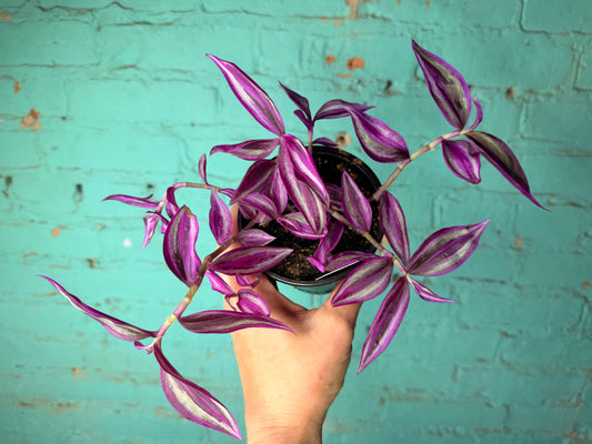 Tradescantia Pink Paradise 4”
