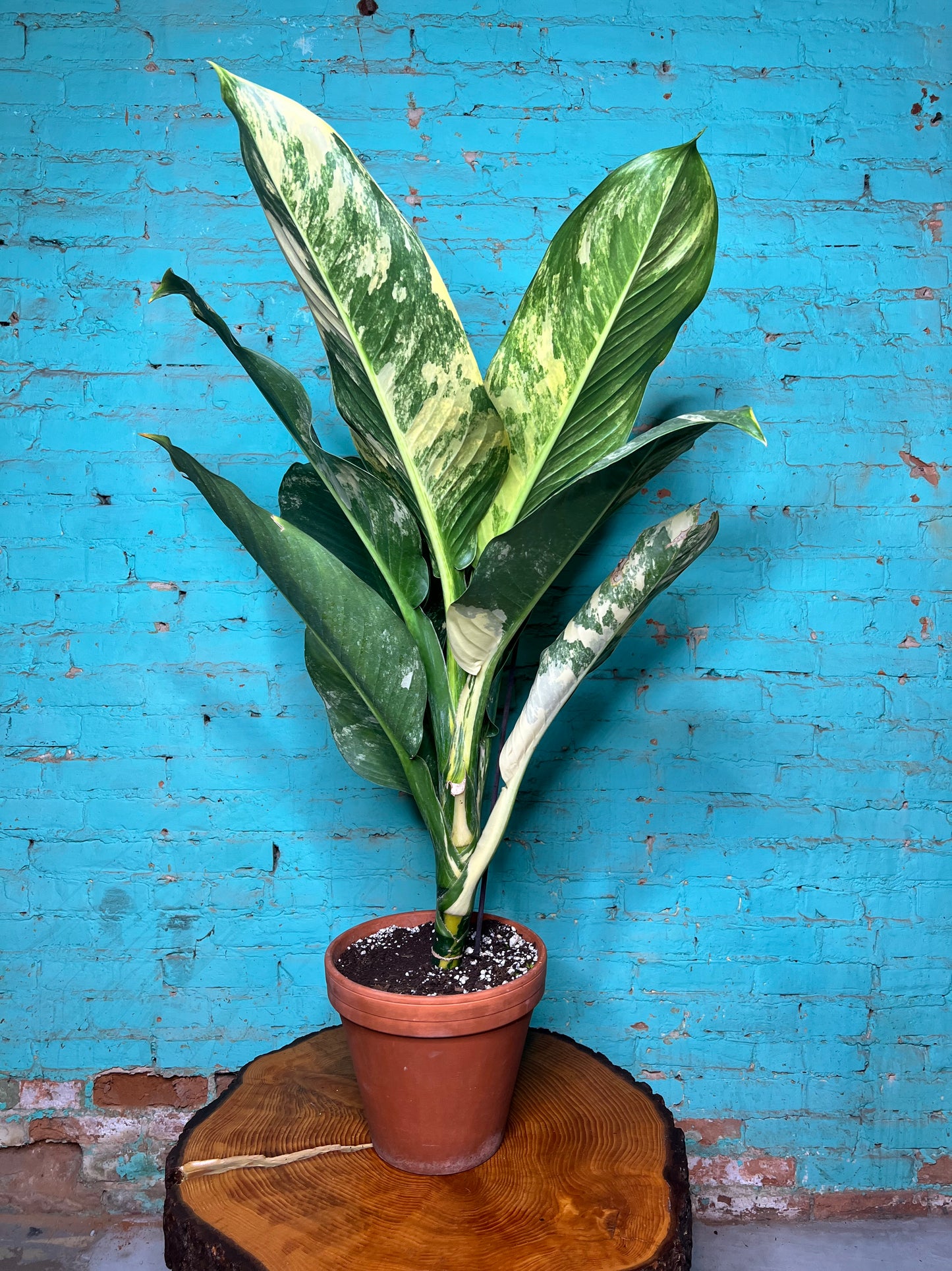 Dieffenbachia 'Big Ben' Variegated