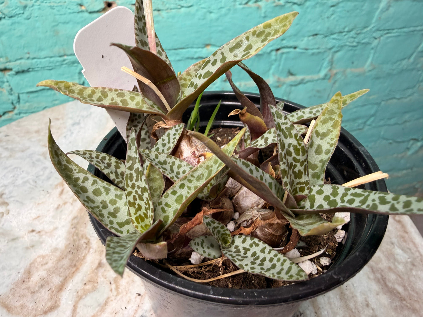 Scilla violacea or Ledebouria socialis ‘Leopard Lily’ 4”