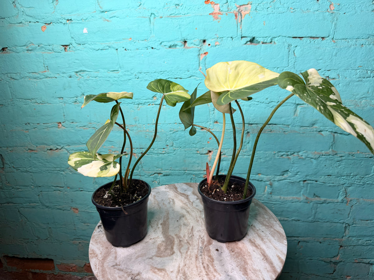 Philodendron Gloriosum Variegated Type 2