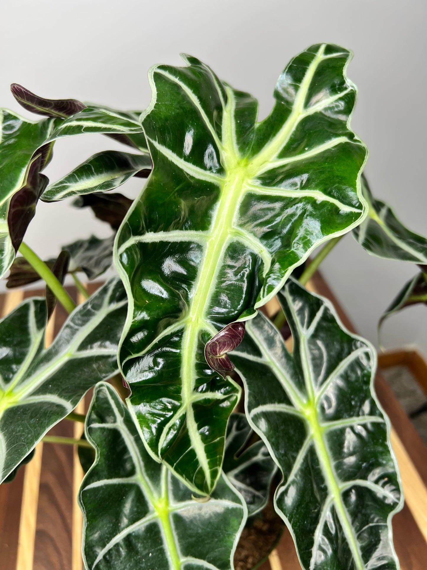 Alocasia Polly 6”