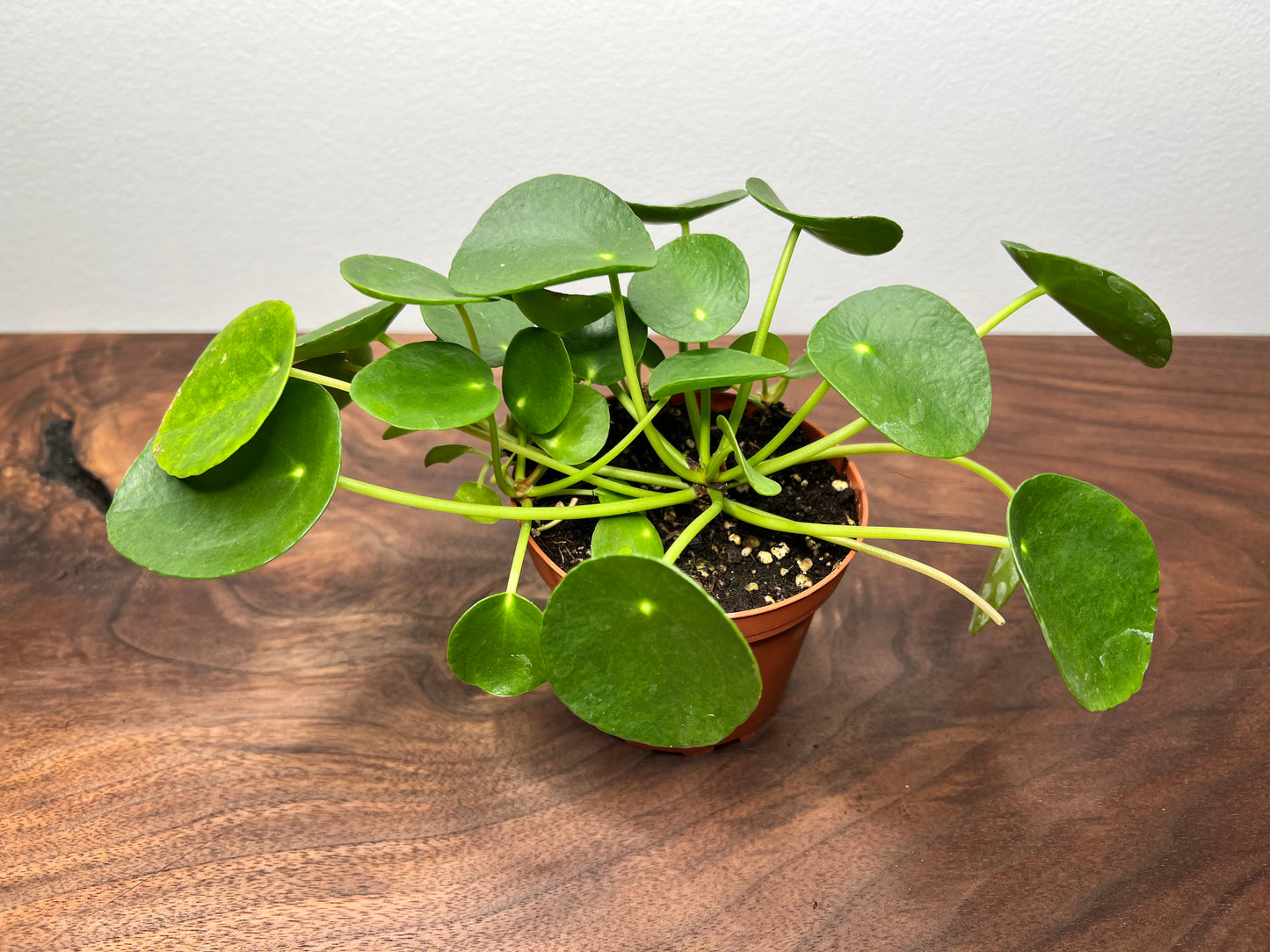 Pilea Peperomioides (4inch) Chinese Money Plant