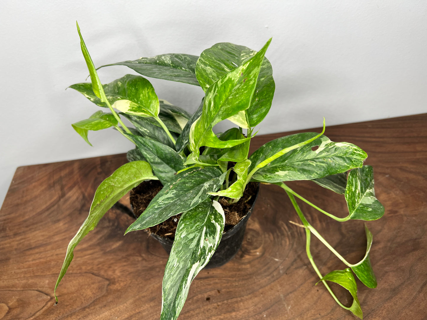 Epipremnum Pinnatum Albo 6”