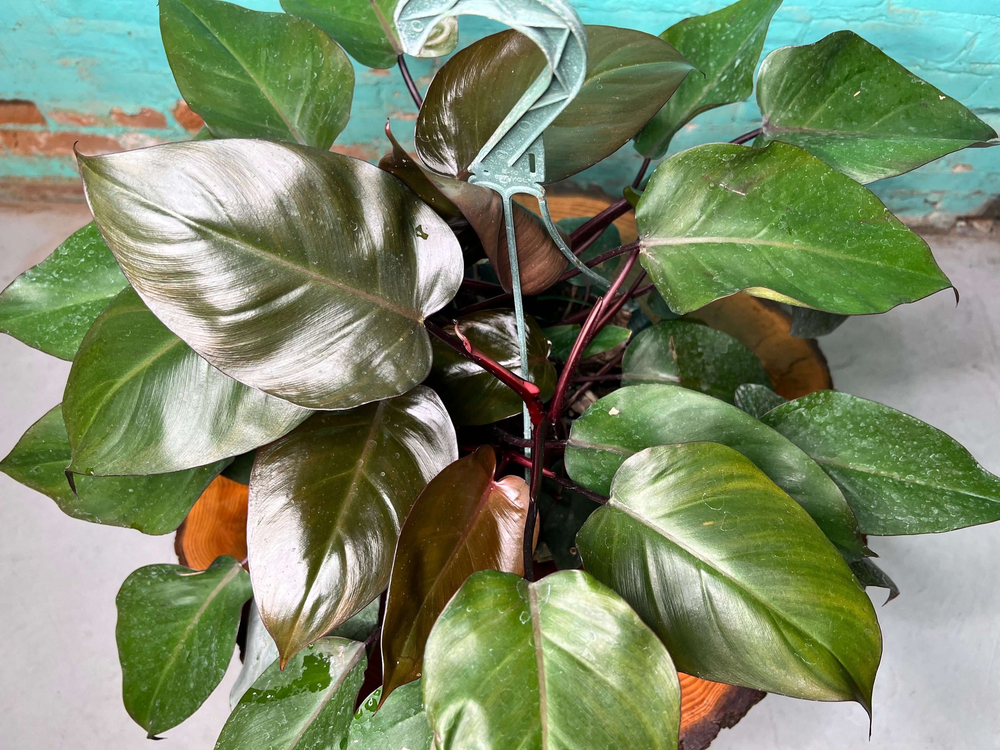 Philodendron Bloody Mary 10” basket showcasing deep red stems and lush green burgundy foliage indoors.