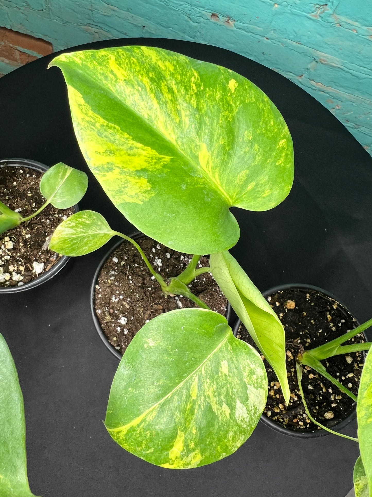 Monstera Deliciosa Yellow Marilyn 4”