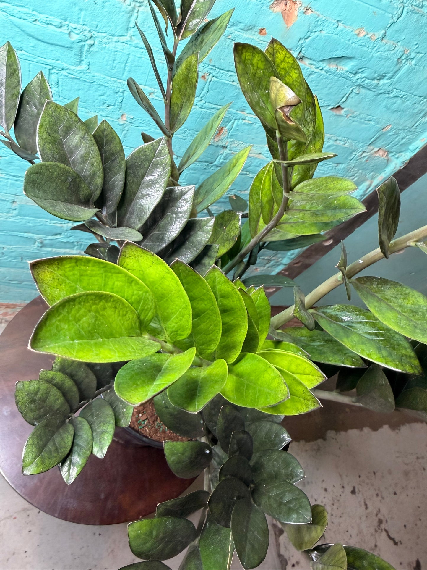 Raven ZZ Plant 10”