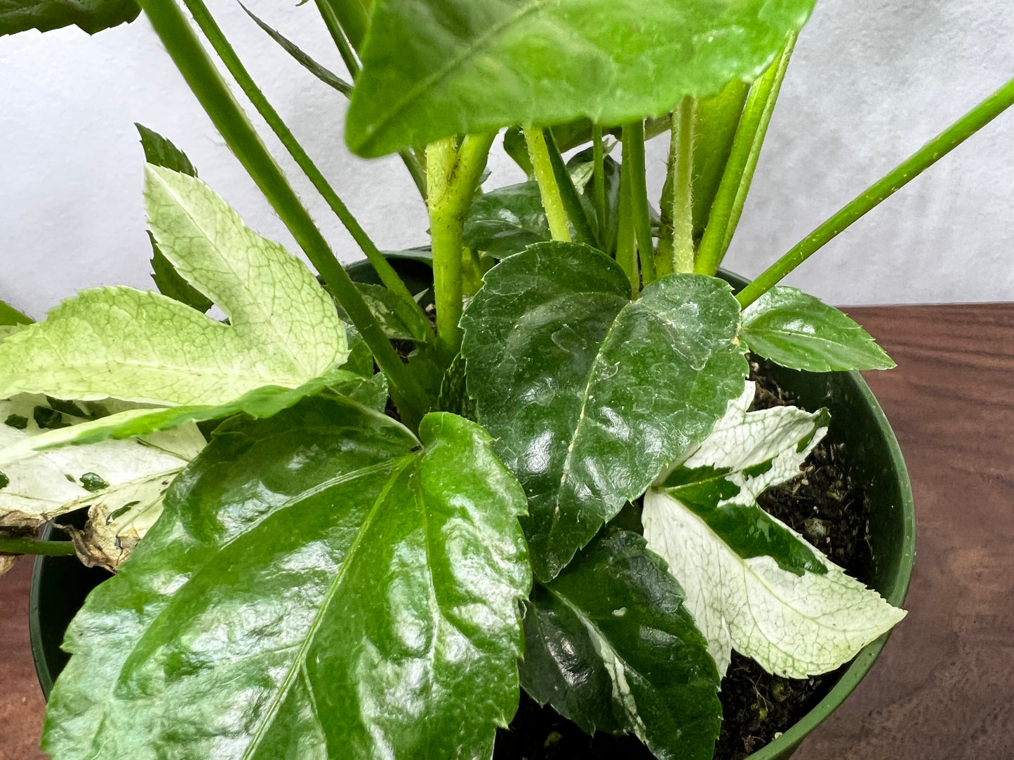 Japanese Fatsia (Japanese Aralia)