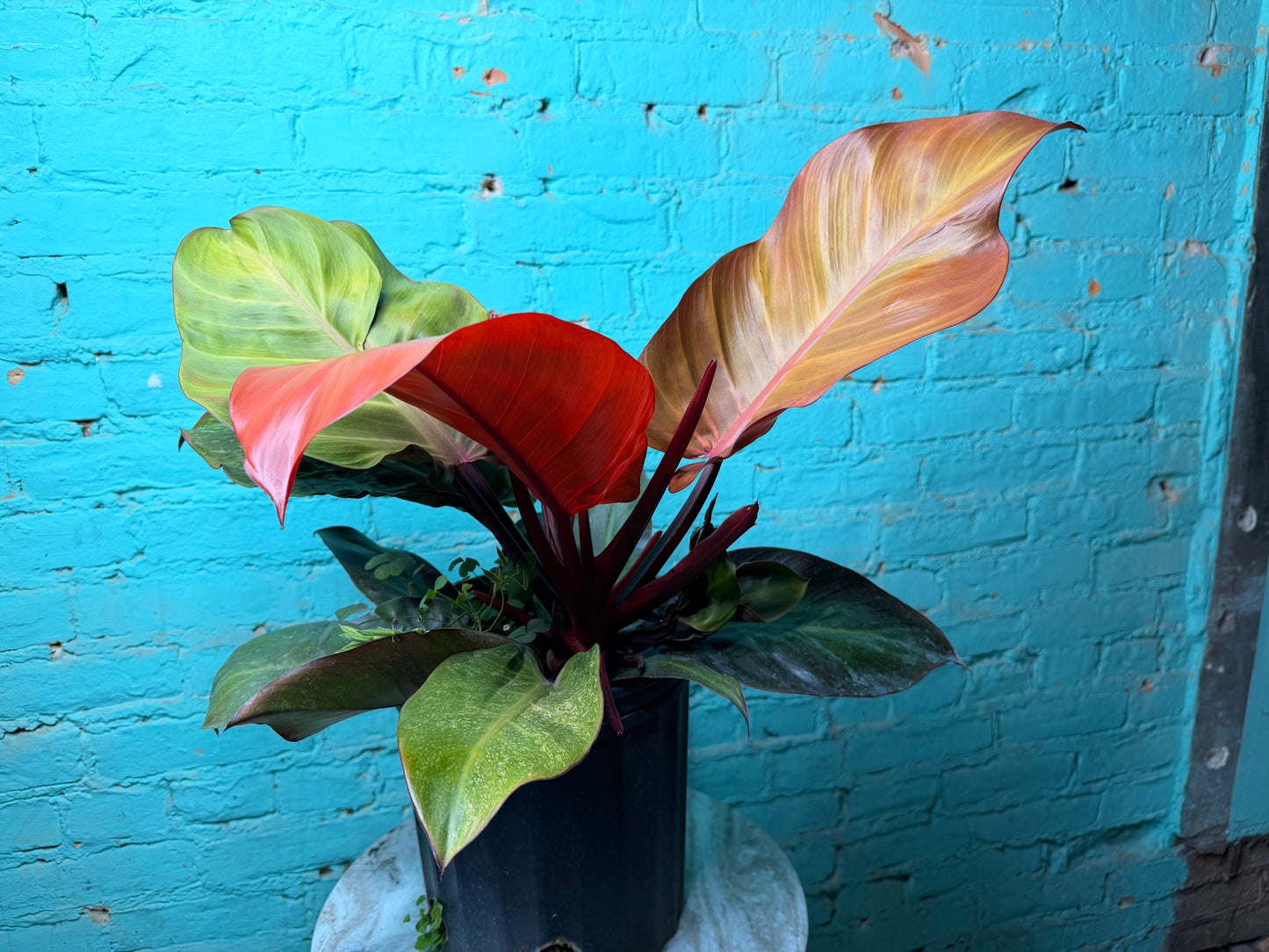 Philodendron McColley’s Finale 10”
