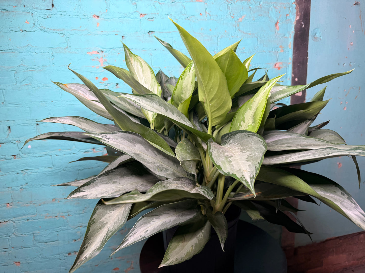 Aglaonema Silver Bay 10”