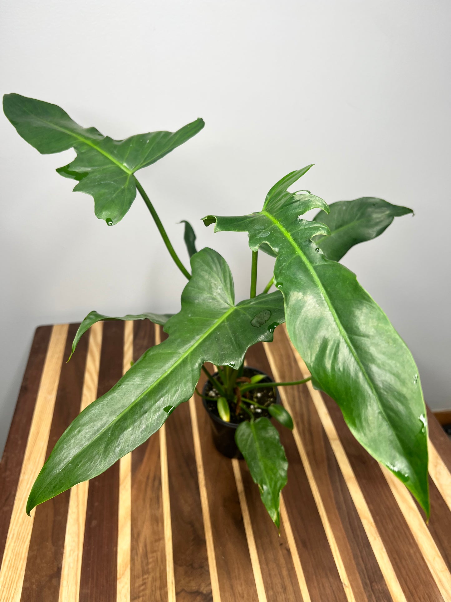 Philodendron Lime Fiddle