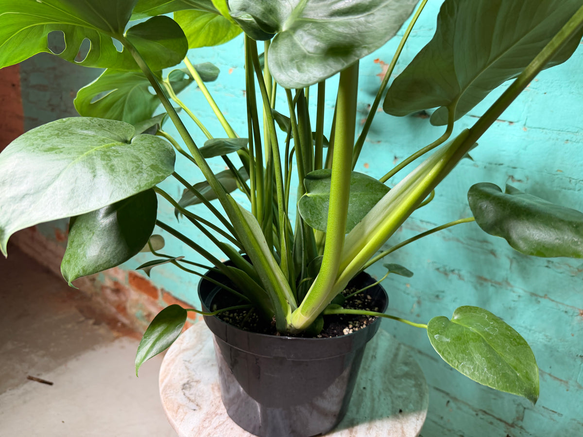 Monstera Deliciosa 8”