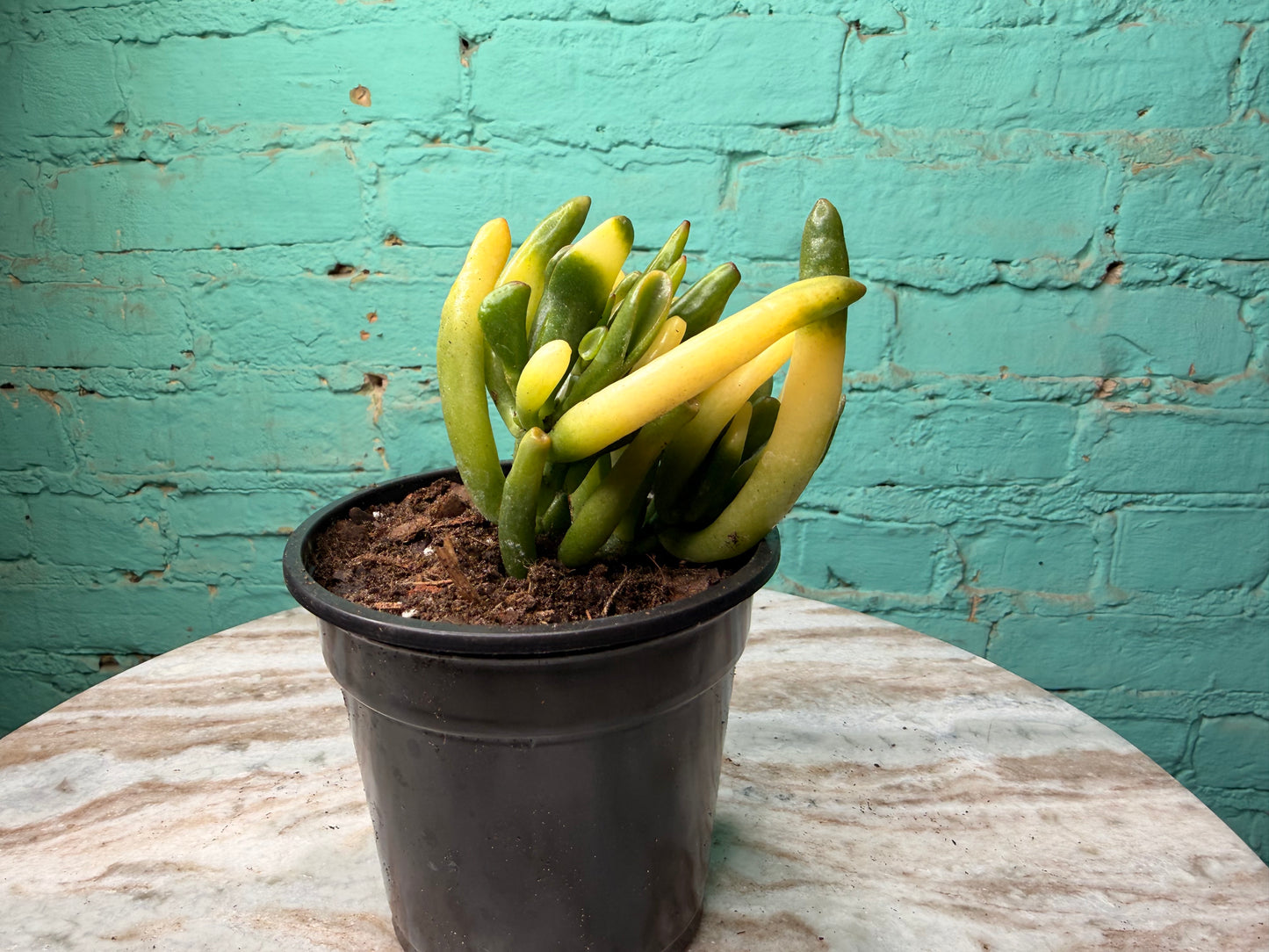 Jade- Fingers/Orgre Ears Variegated 4”