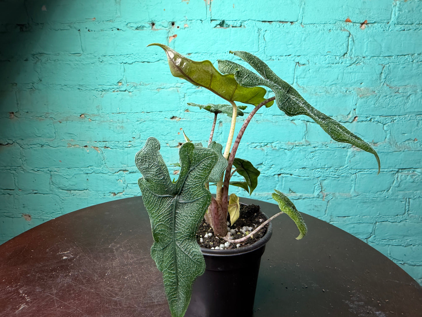 Alocasia ‘Jacklyn’ 4”