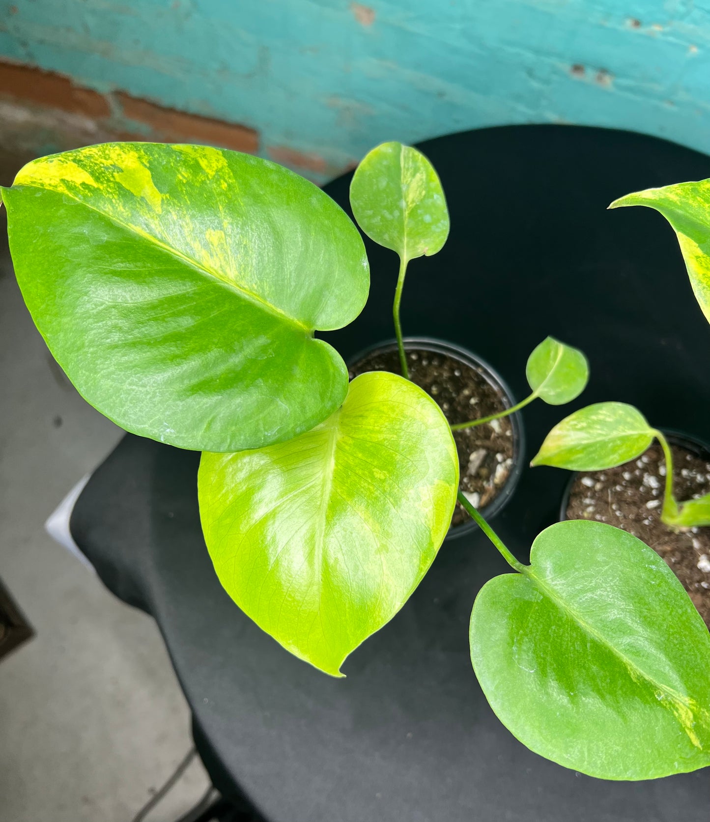 Monstera Deliciosa Yellow Marilyn 4”