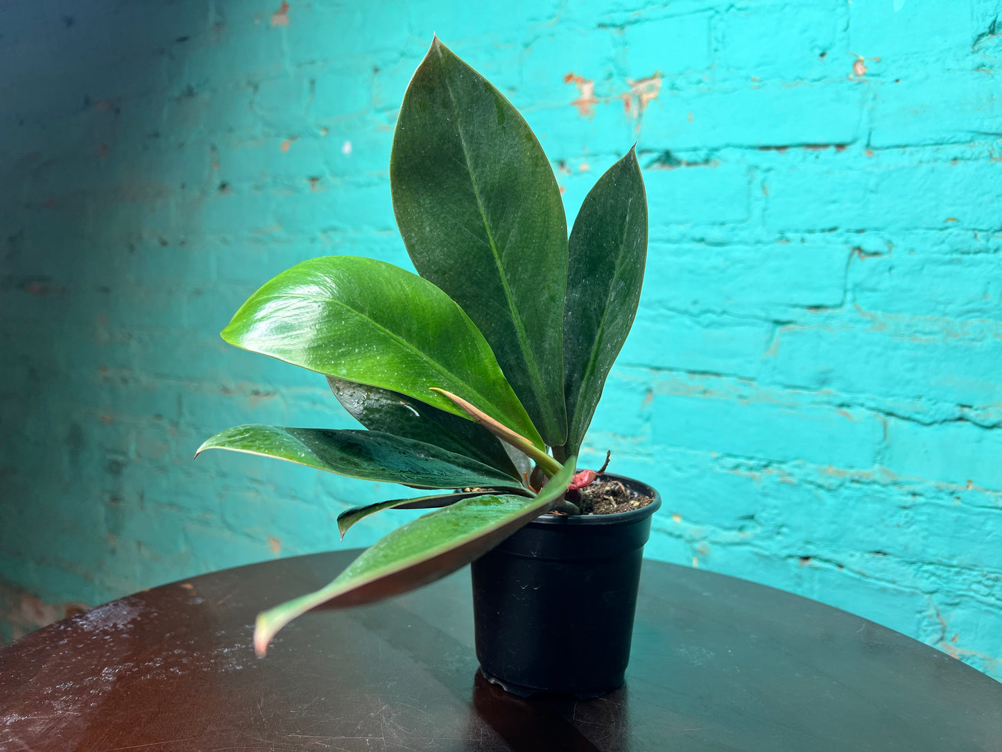 Philodendron Linnaei Kunth 4”