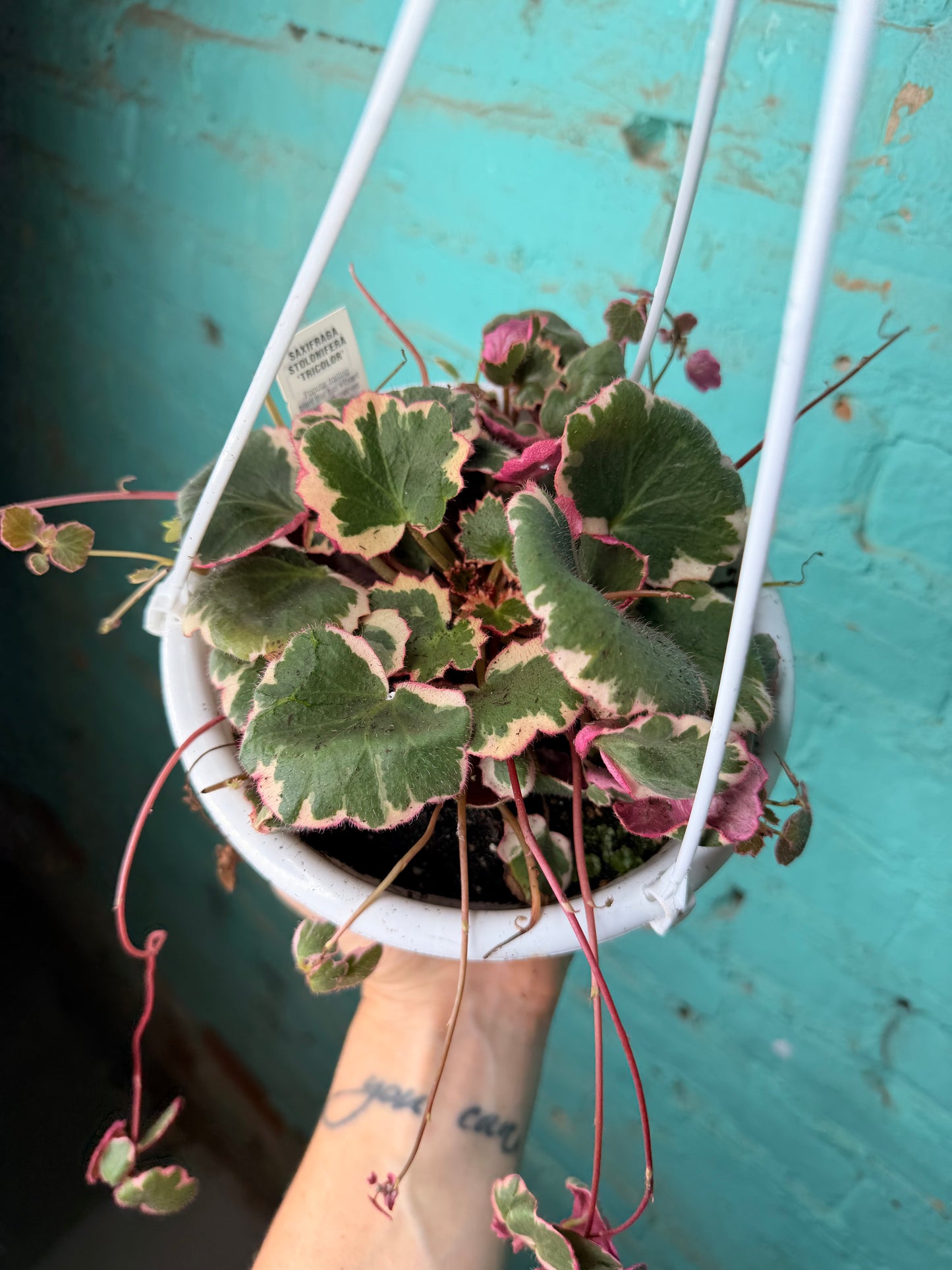 Begonia Strawberry Variegated Basket 6”