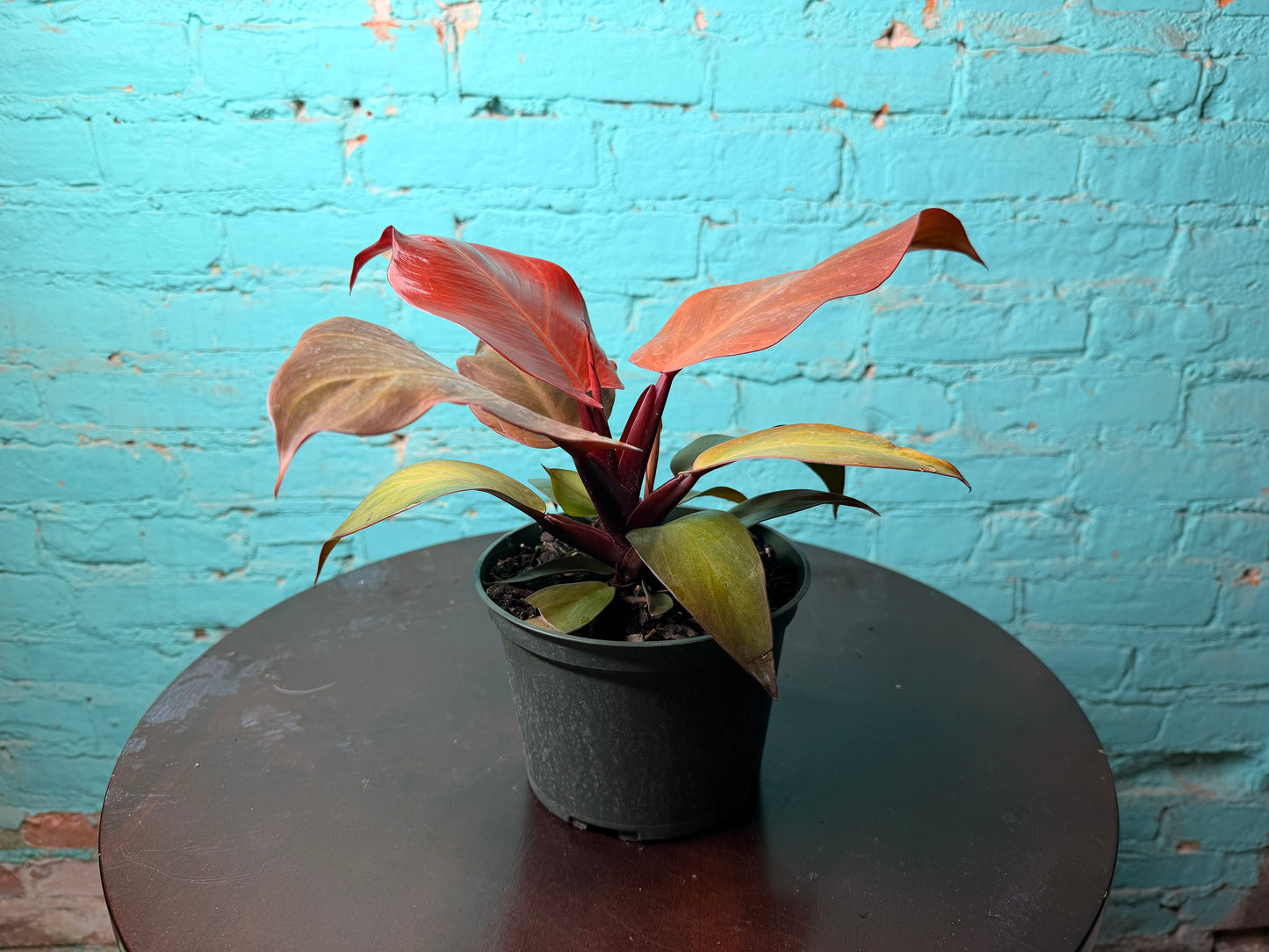 Philodendron- Red Sun 6”