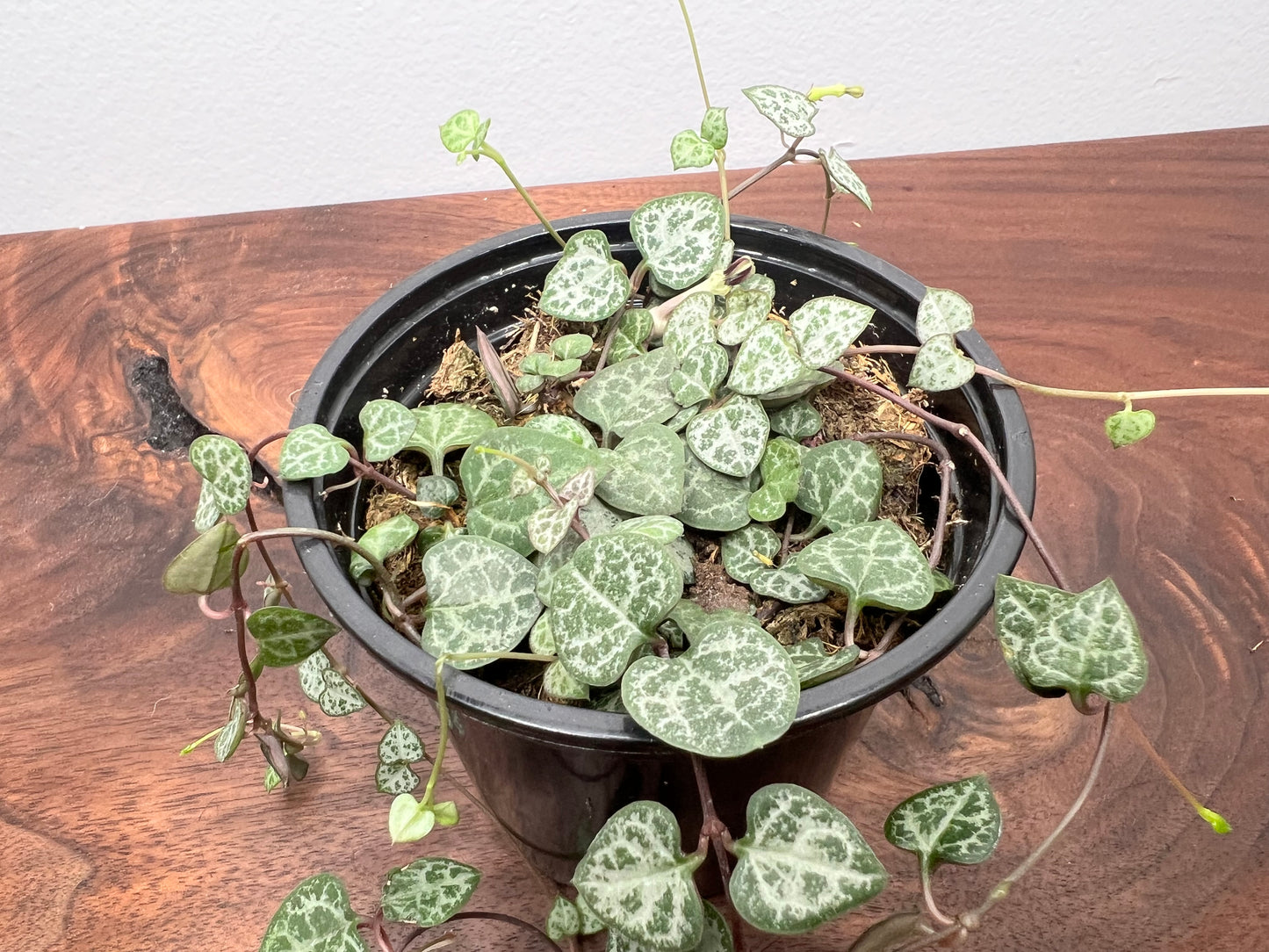 String of hearts