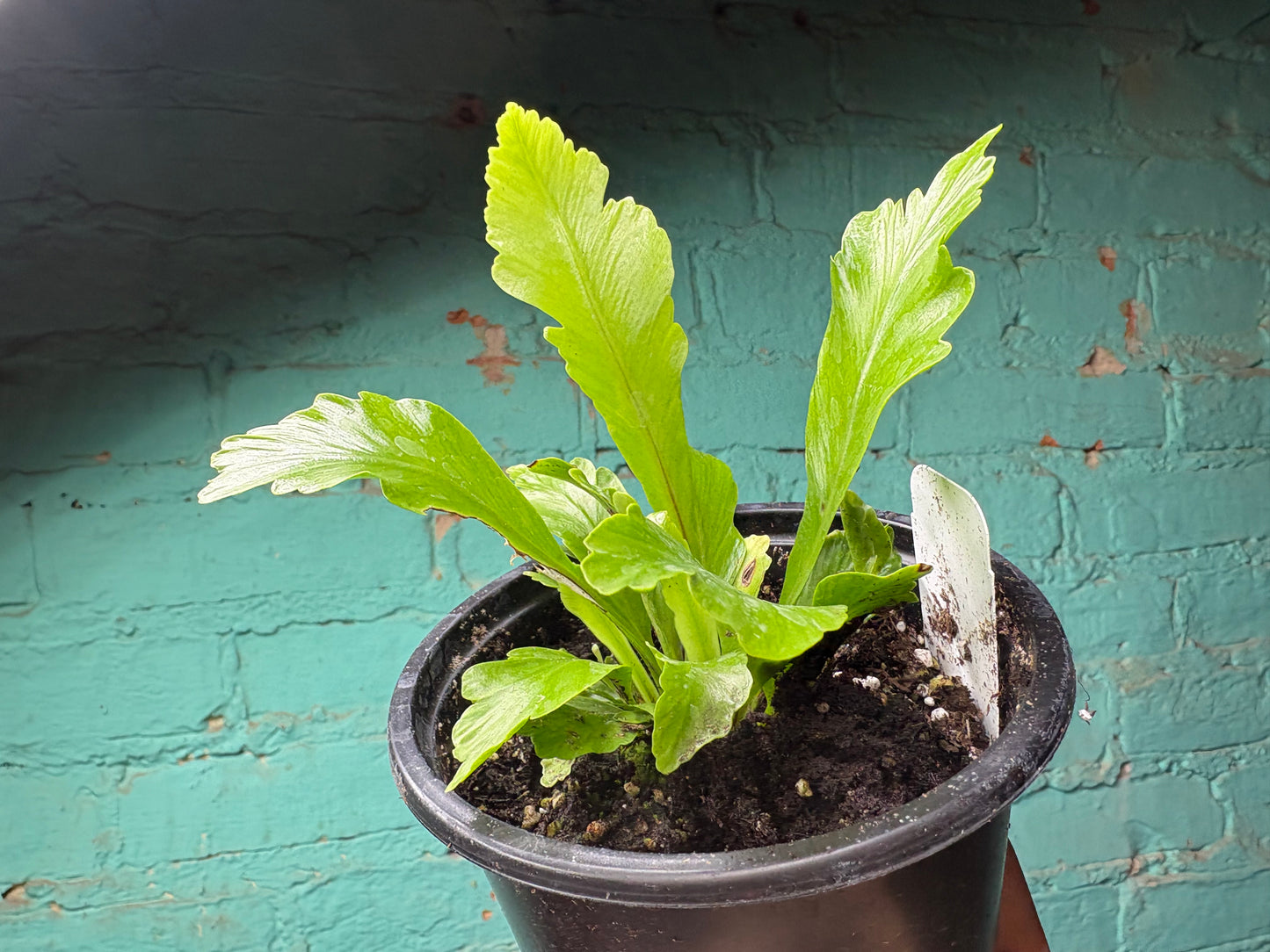 Asplenium Ant. Champion 4”