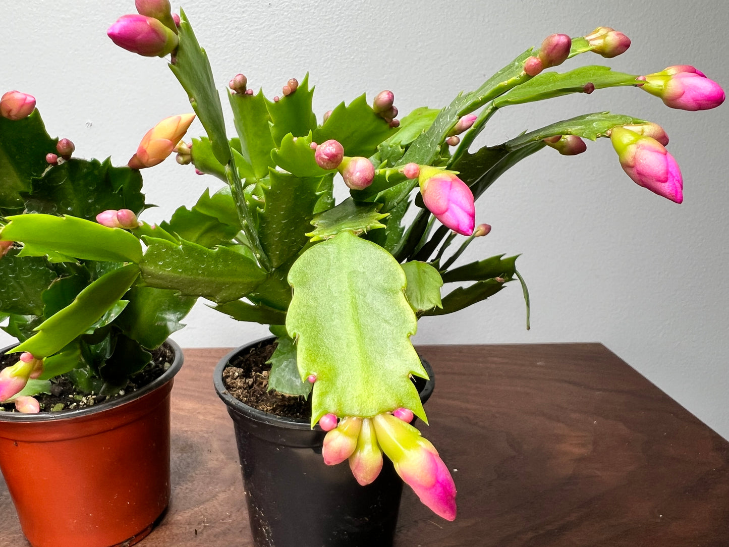 Thanksgiving Cactus 4”