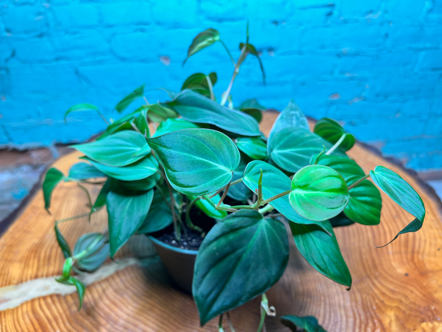 Philodendron Mican 6”