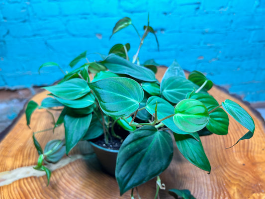 Philodendron Mican 6”