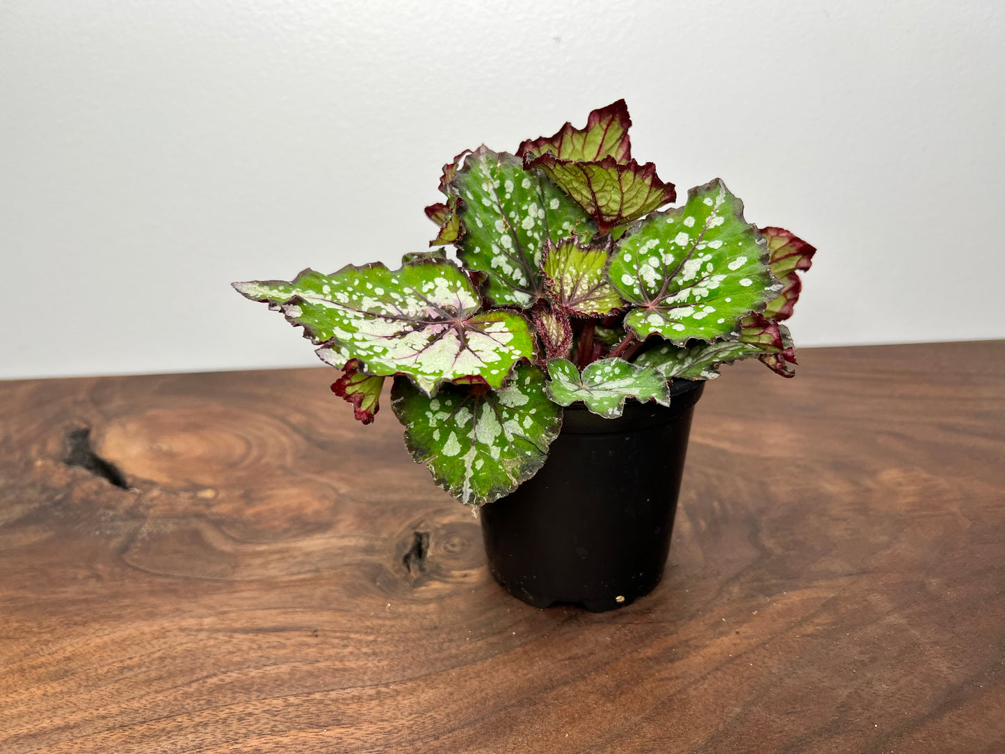 Begonia Purple blush