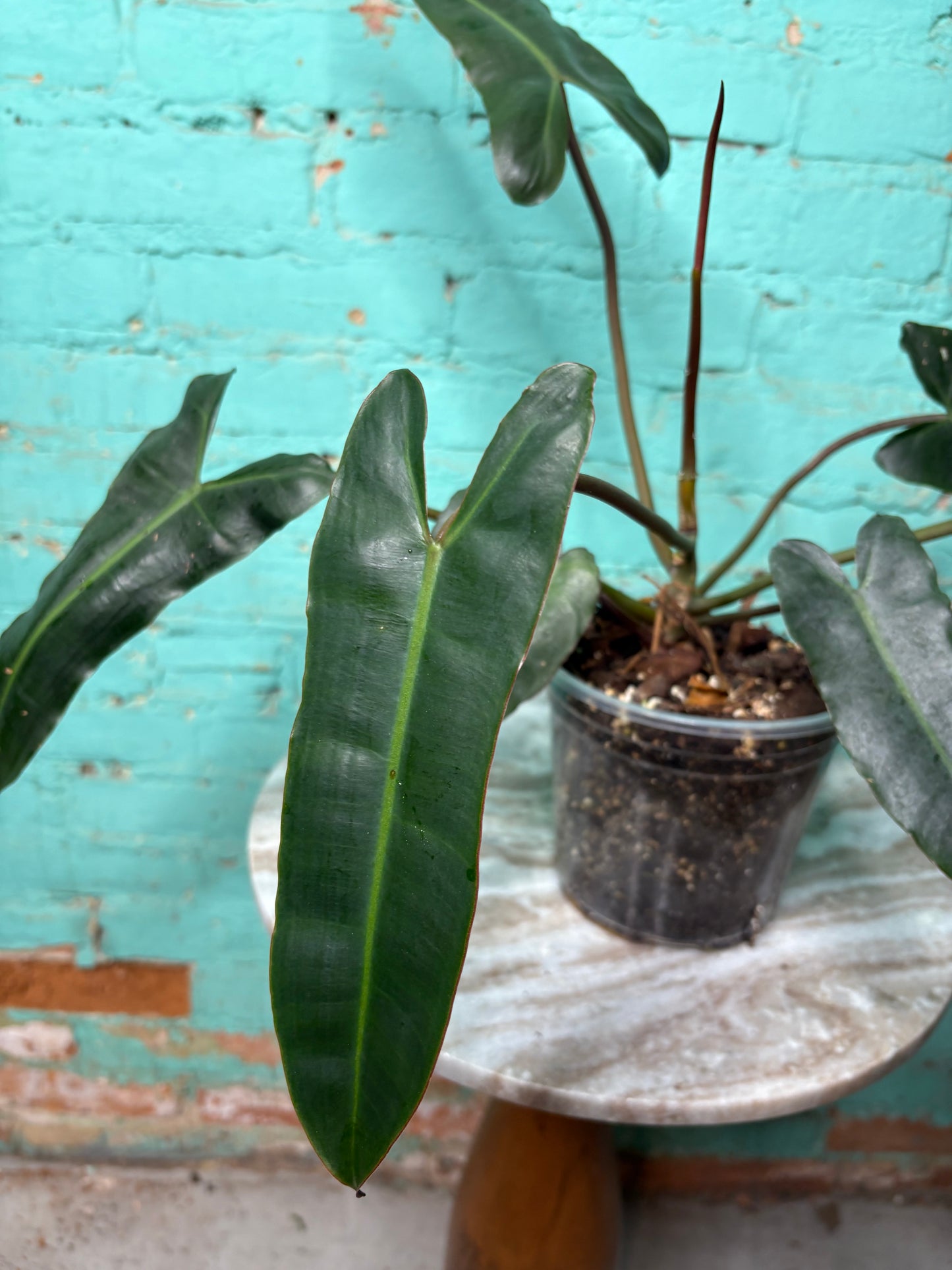 Philodendron Black Billietiae 6”